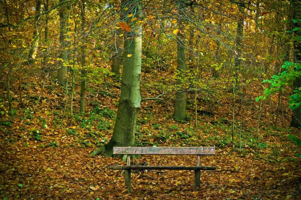A Bench that serves its&nbsp;Purpose